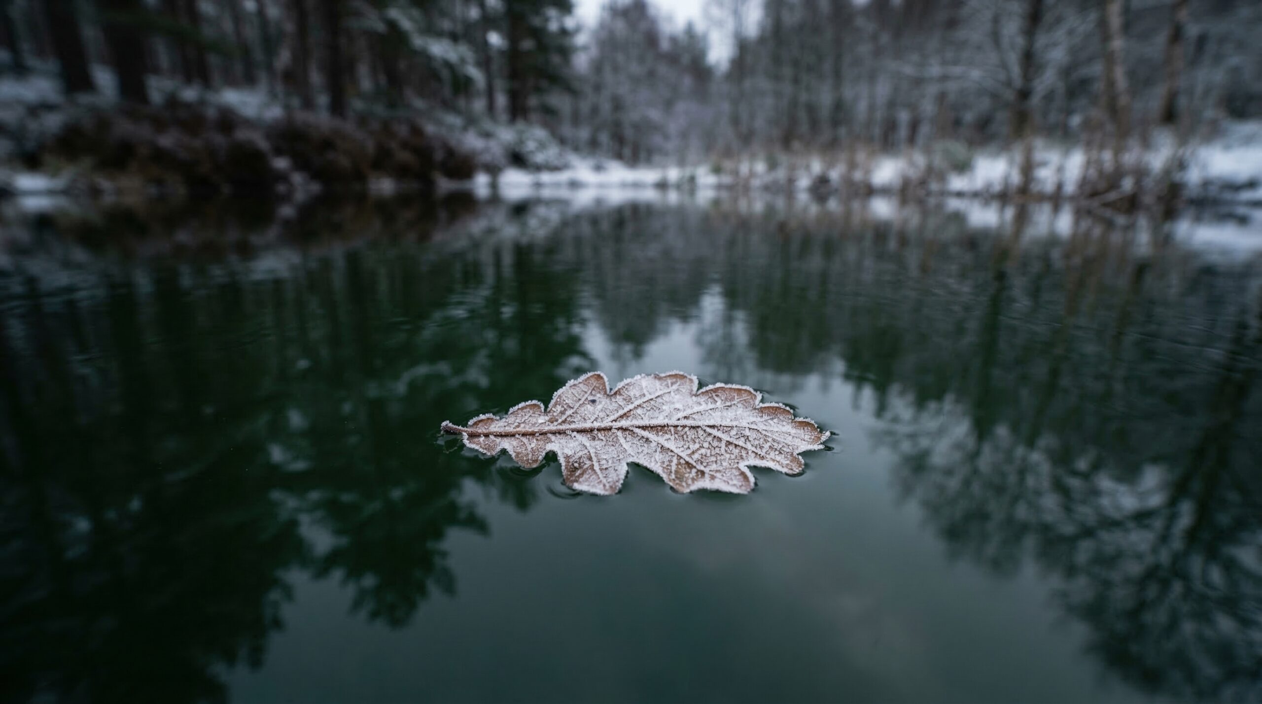 Single frosted leaf resting on a still dark-green pond, symbolizing stillness and transition