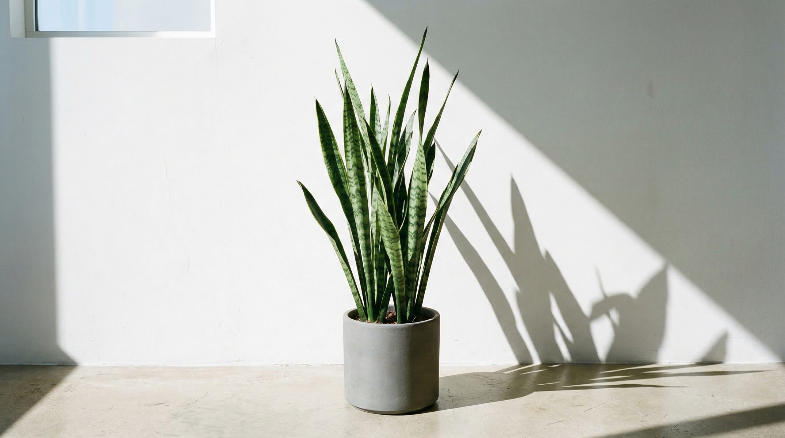 Snake plant or Peace Lily in bedroom improving air quality and brain oxygenation at night